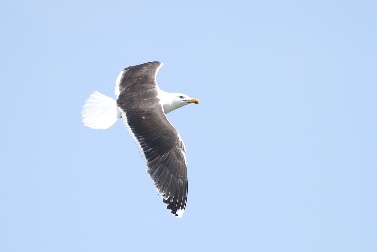 Great Black-backed Gull - ML359218831