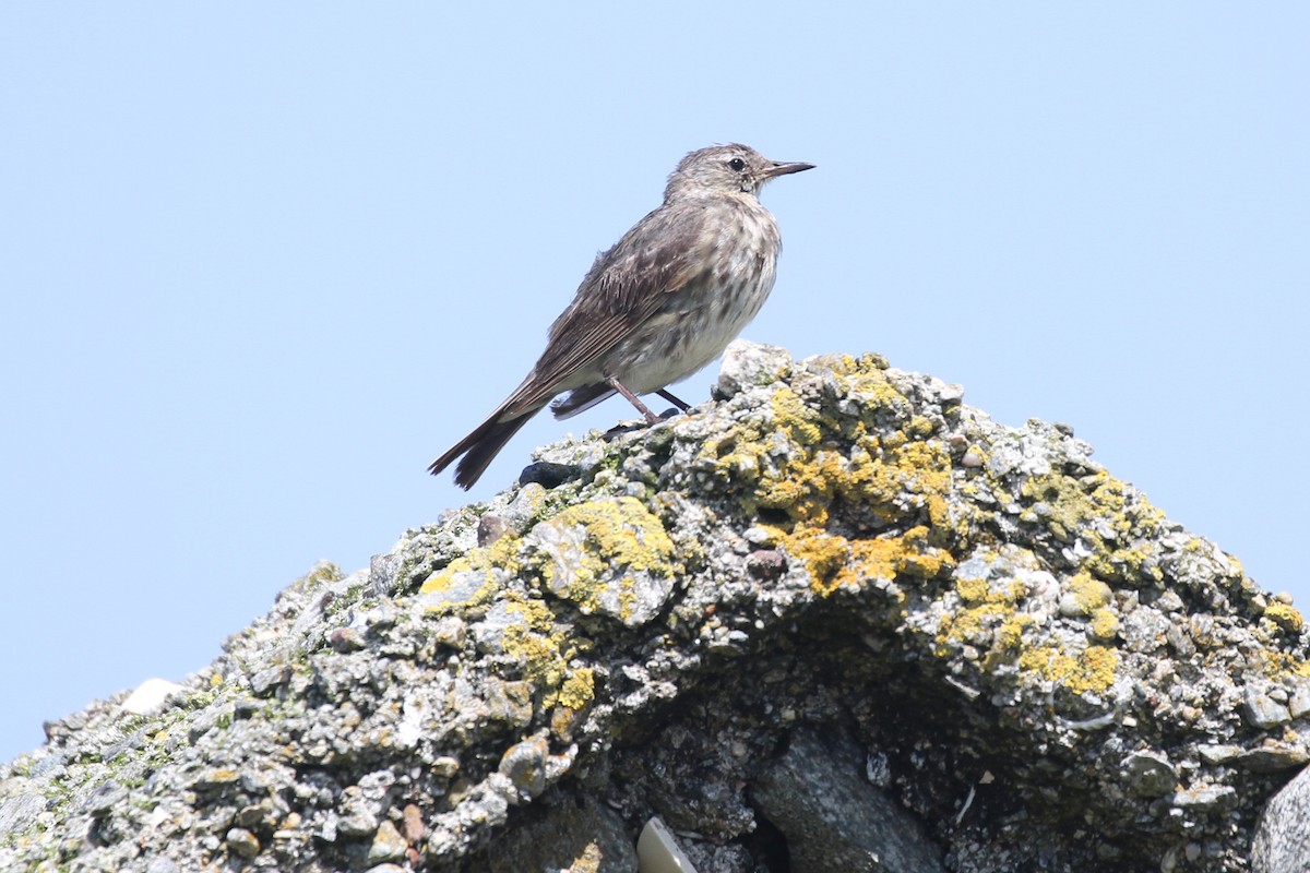 Rock Pipit - ML359218851