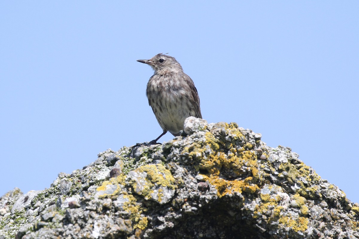 Rock Pipit - ML359218861