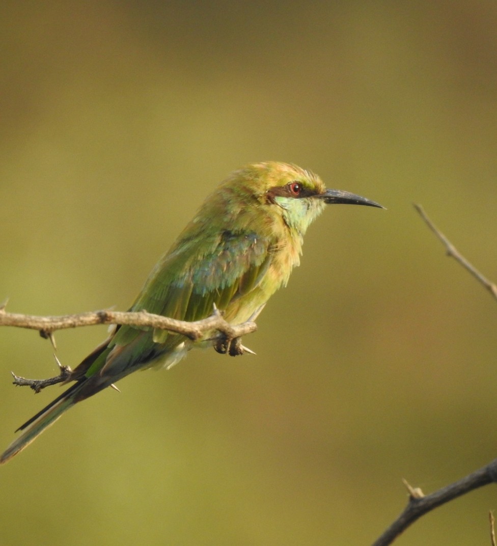 Asian Green Bee-eater - ML359219541