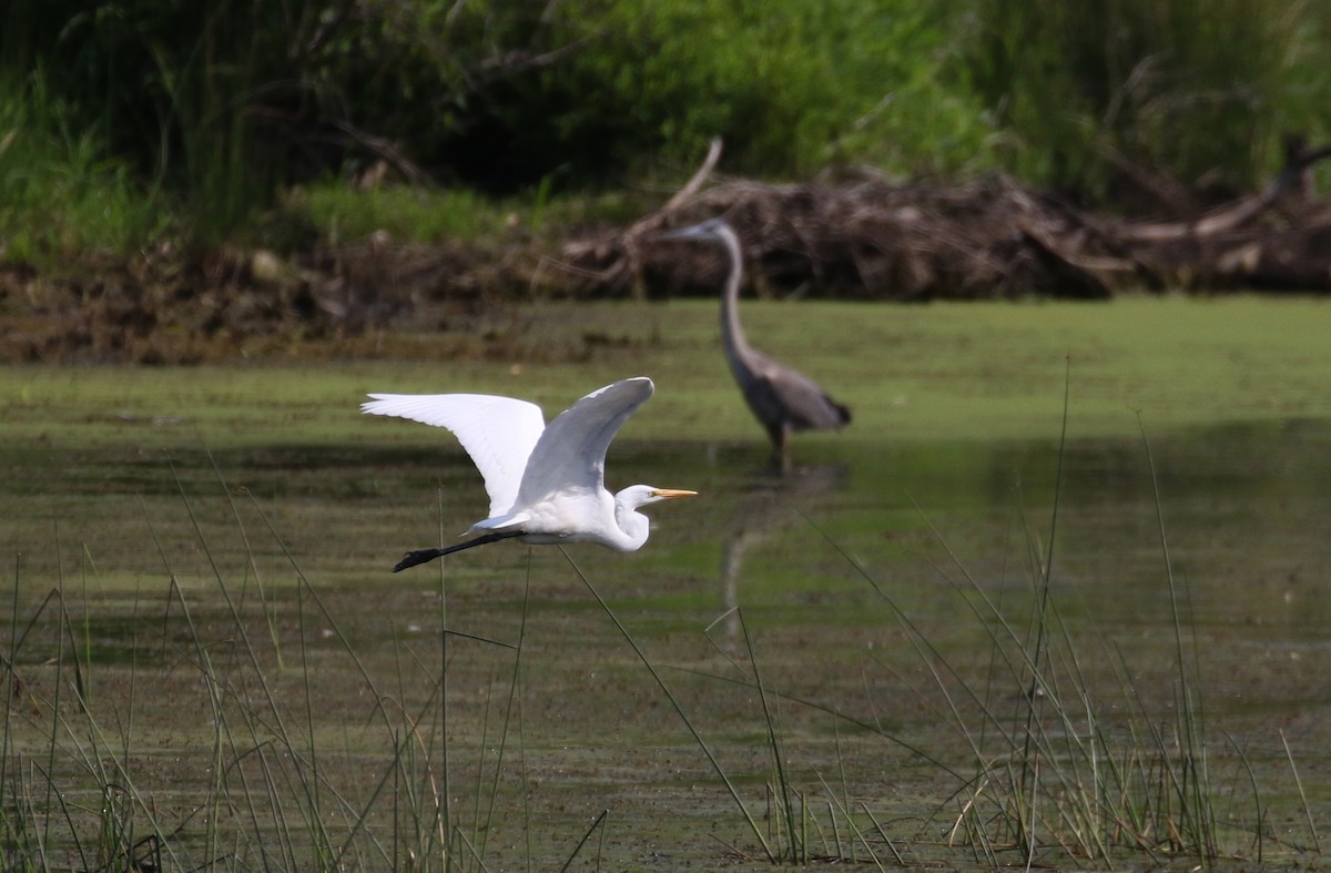 Great Egret - ML359219741