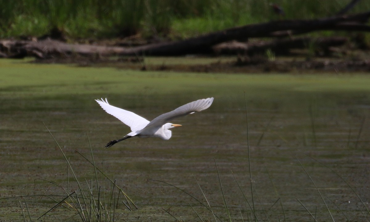 Great Egret - ML359219761