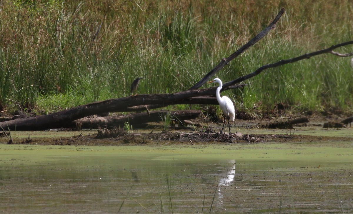 Great Egret - ML359219921