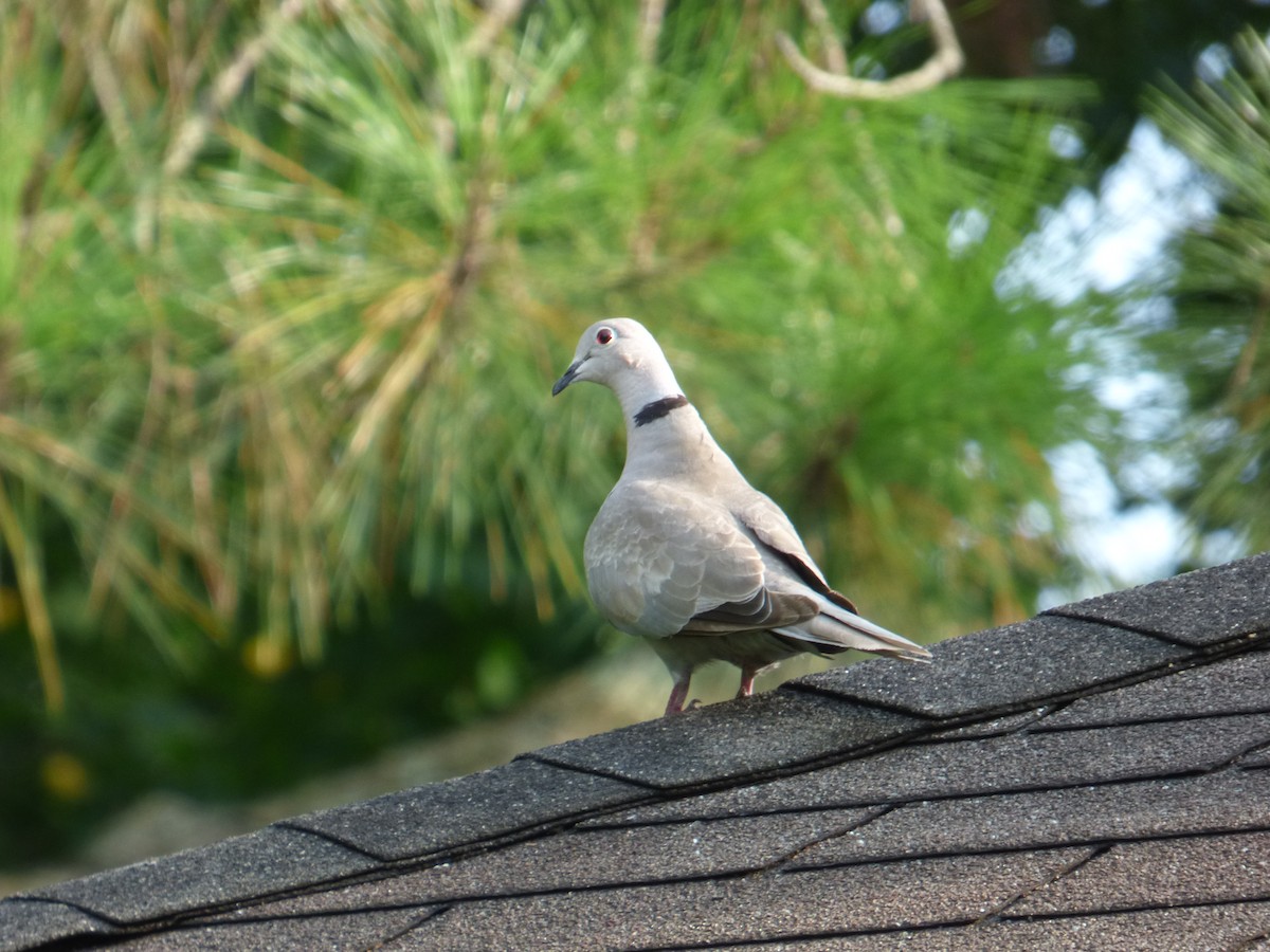 Eurasian Collared-Dove - ML359221351