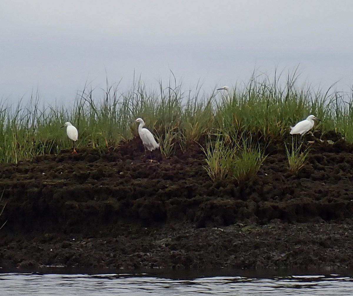 Snowy Egret - ML359221751