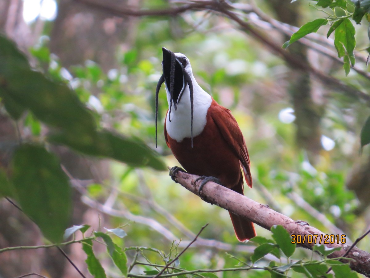 Three-wattled Bellbird - ML35922281