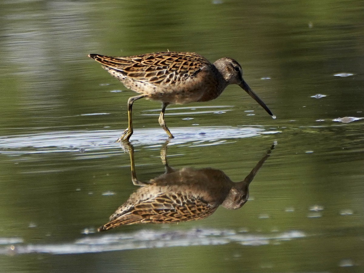 Short-billed Dowitcher - ML359224101