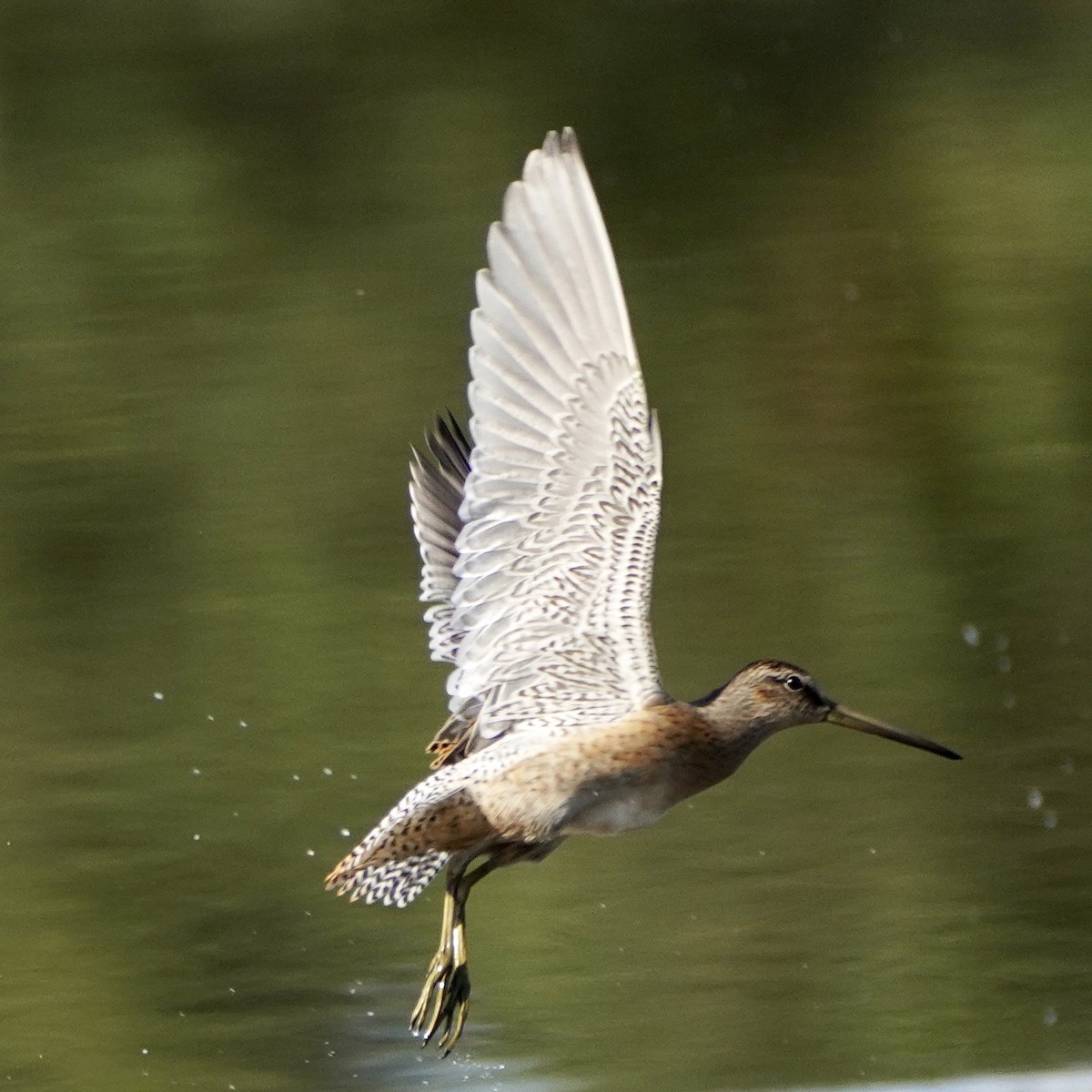 Short-billed Dowitcher - ML359224281