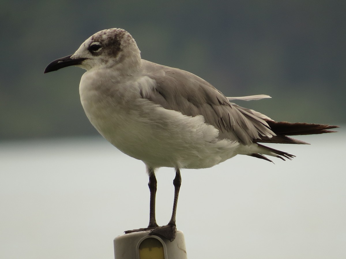 Laughing Gull - kenneth reyes