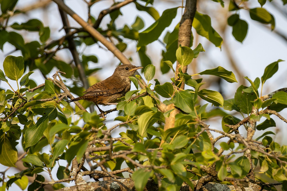 House Wren - ML359225181