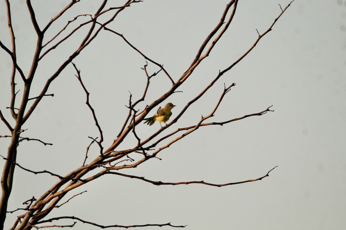 Orchard Oriole - ML359225561