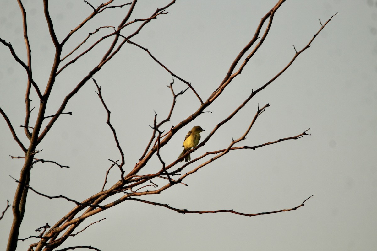 Orchard Oriole - ML359225571