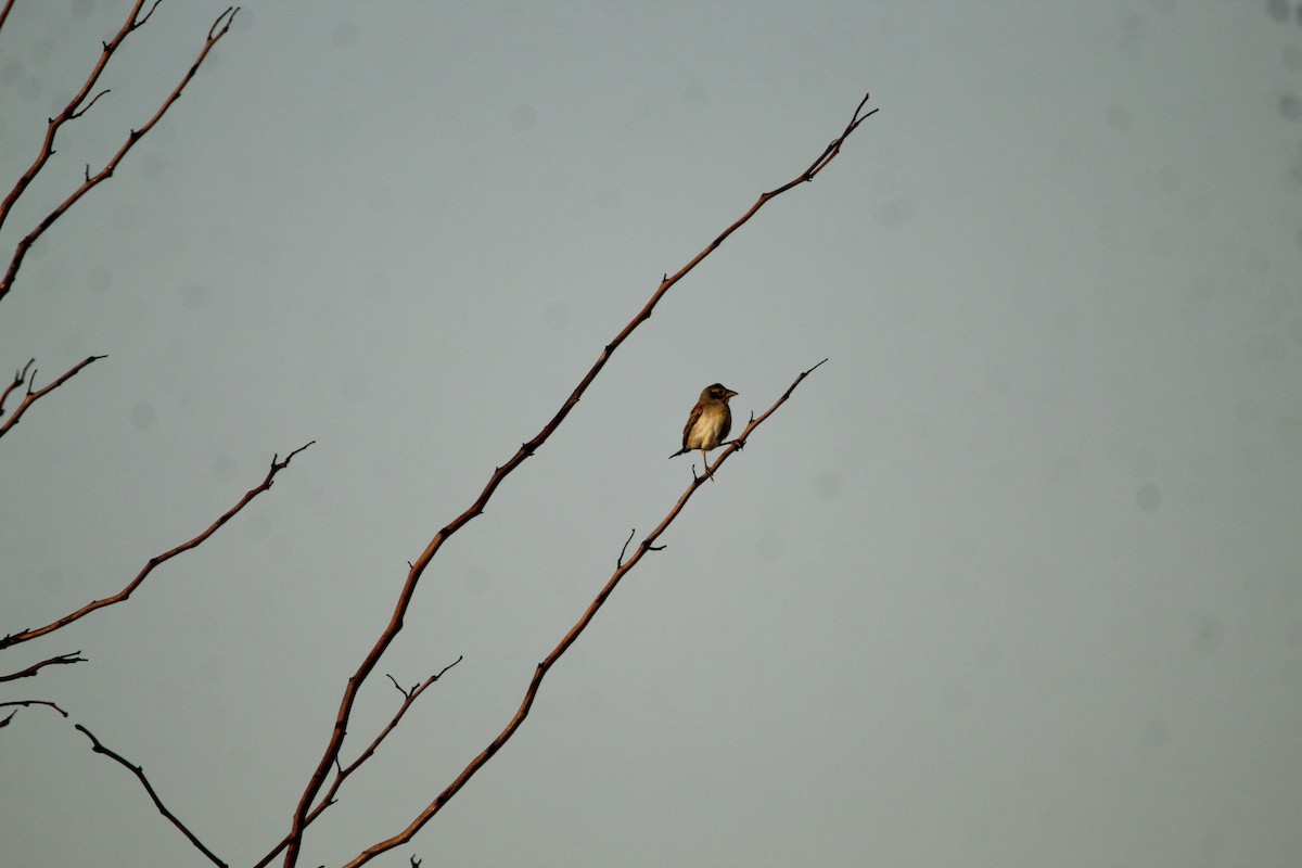 Orchard Oriole - ML359225581