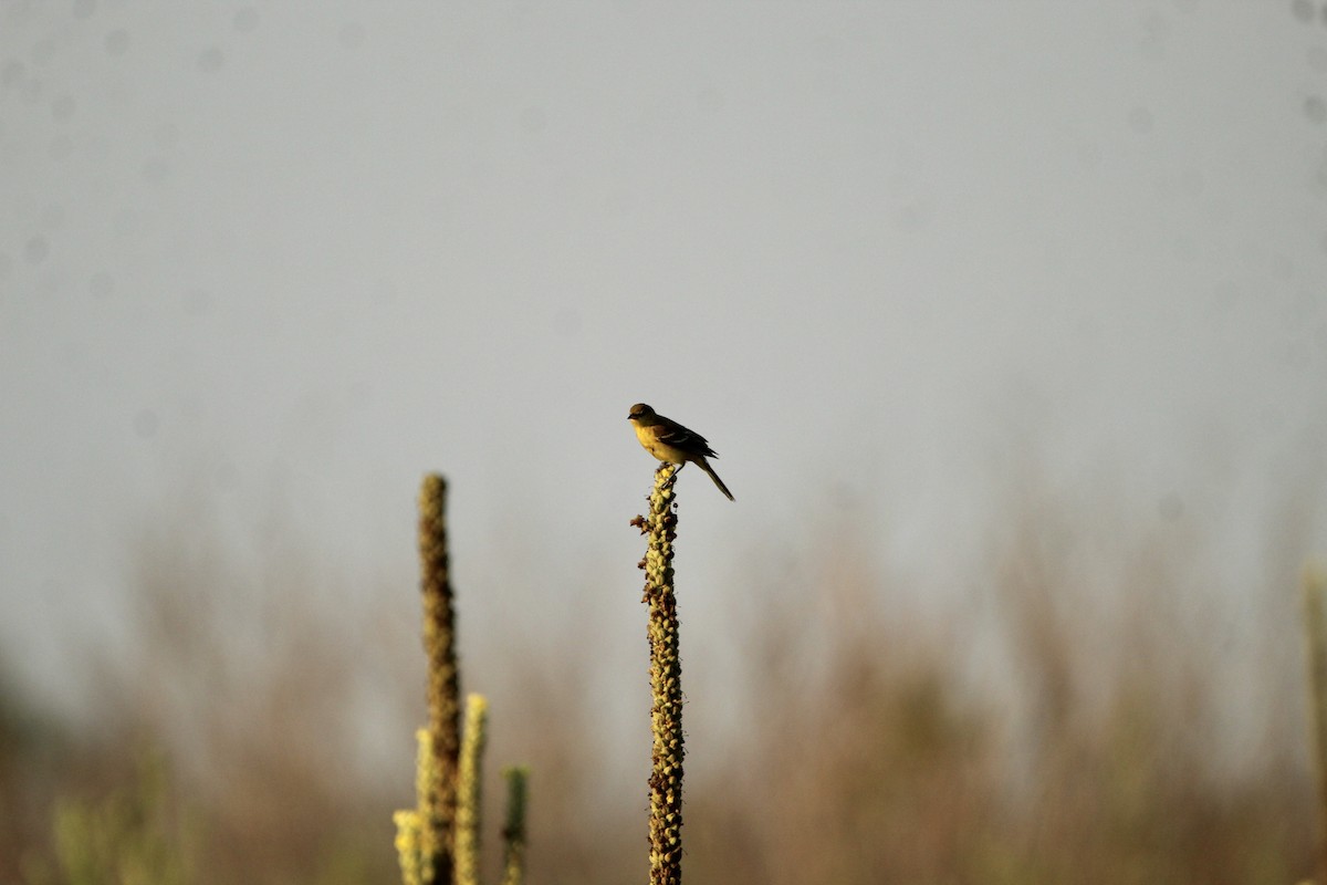 Orchard Oriole - ML359225661