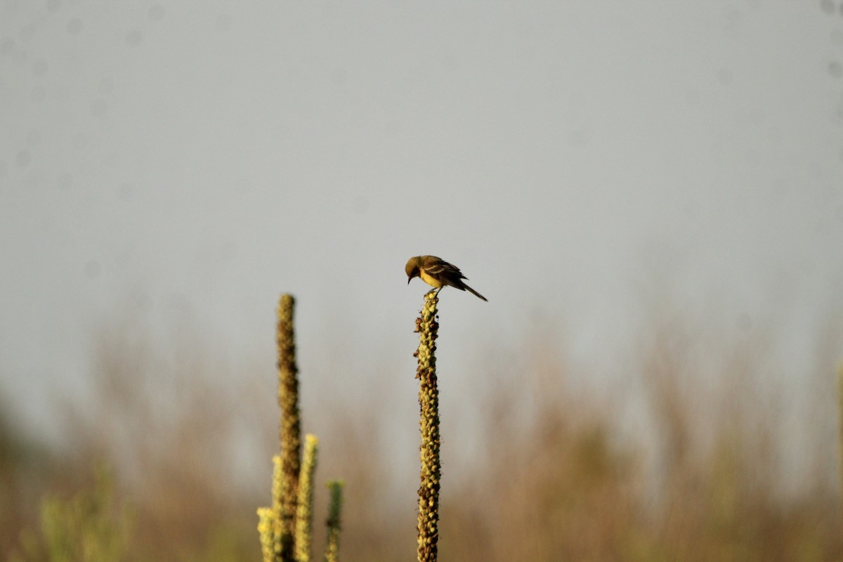Orchard Oriole - ML359225731
