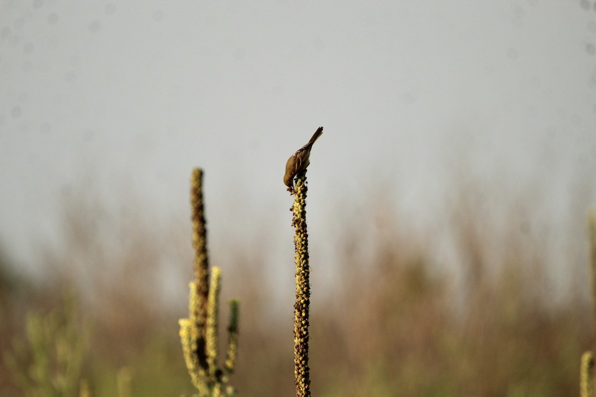 Orchard Oriole - ML359225741