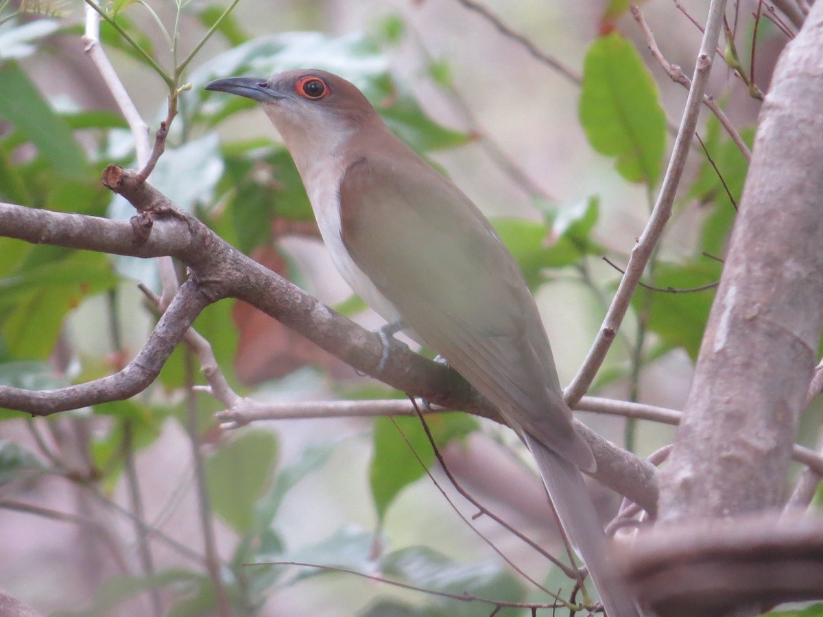 Black-billed Cuckoo - ML35922691