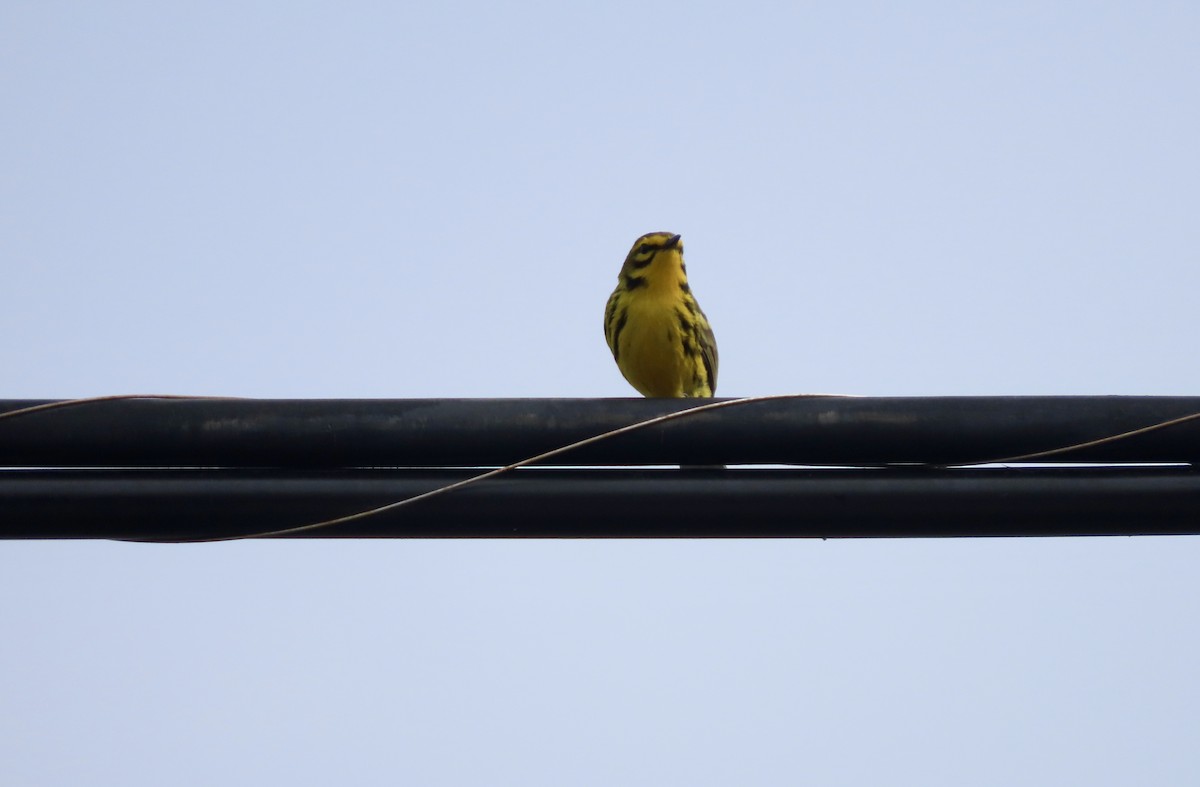 Prairie Warbler - Lisa Owens