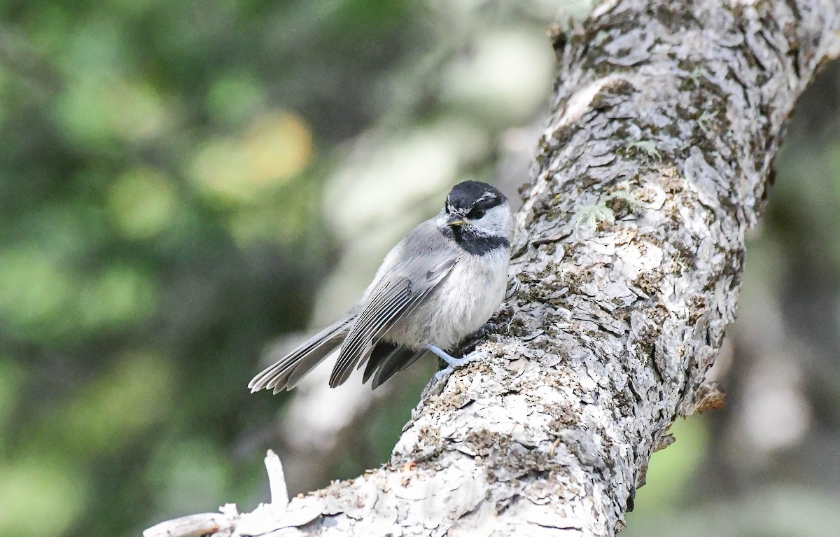 Mountain Chickadee - ML359228181