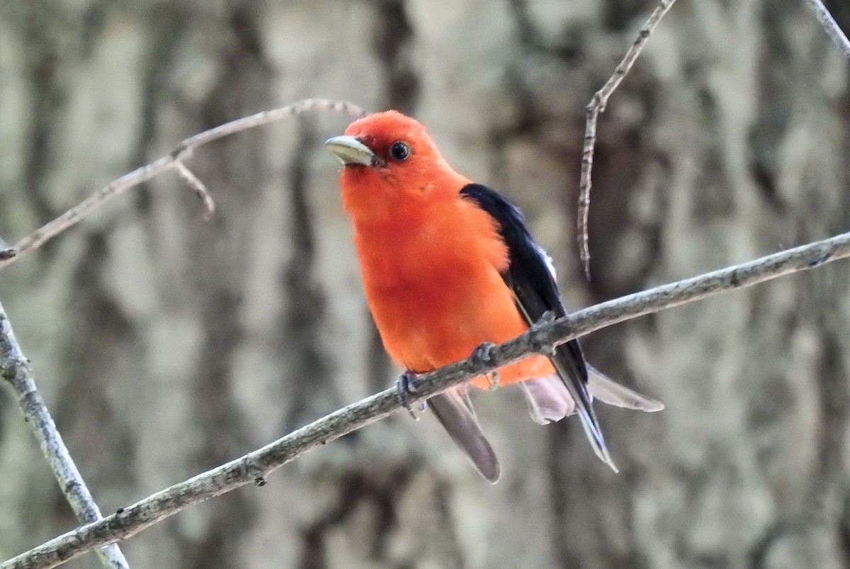 Scarlet Tanager - ML359230291