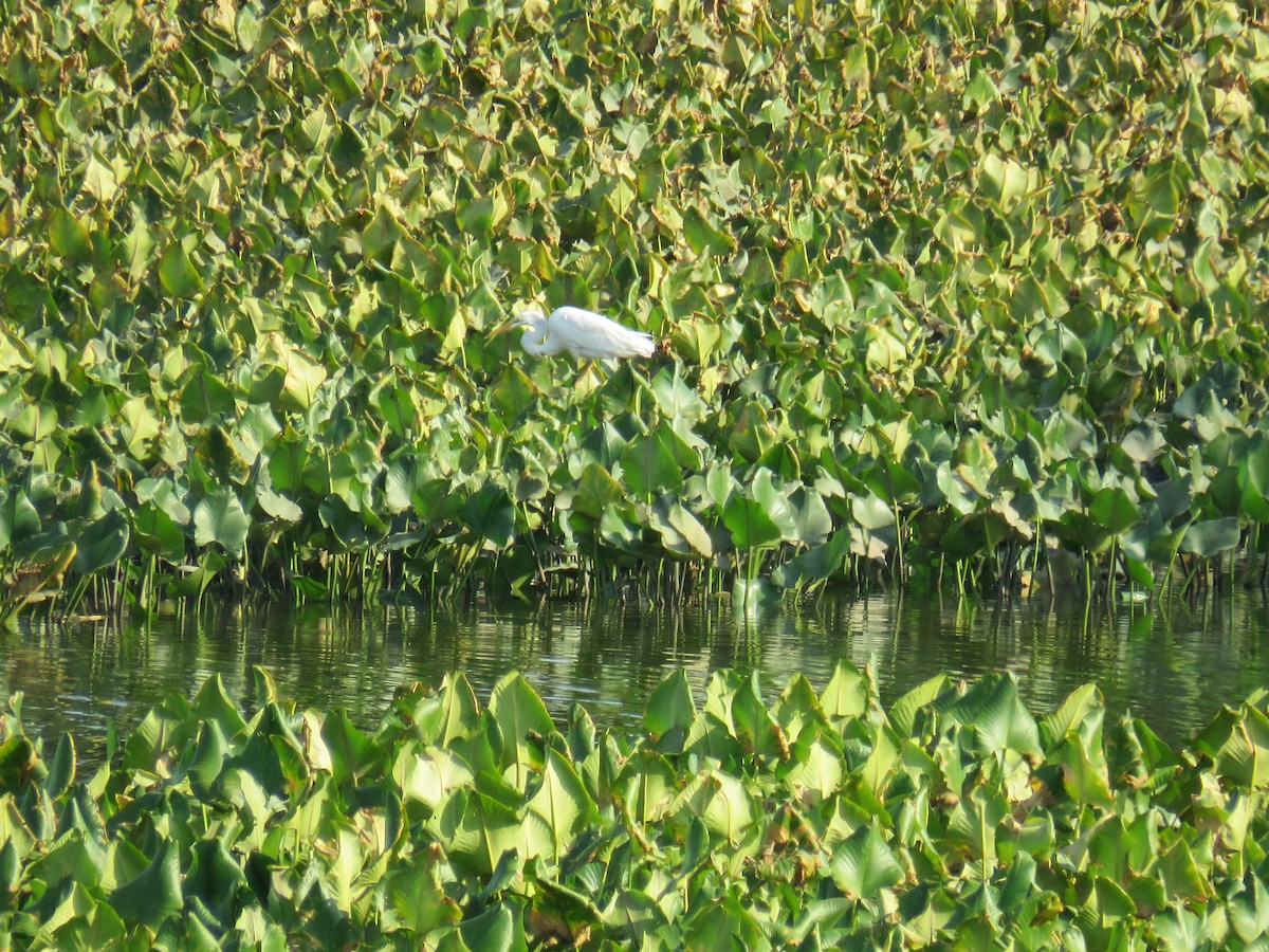 Great Egret - ML359231541