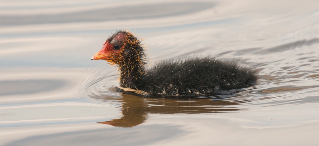 Eurasian Moorhen - Chris Fagyal