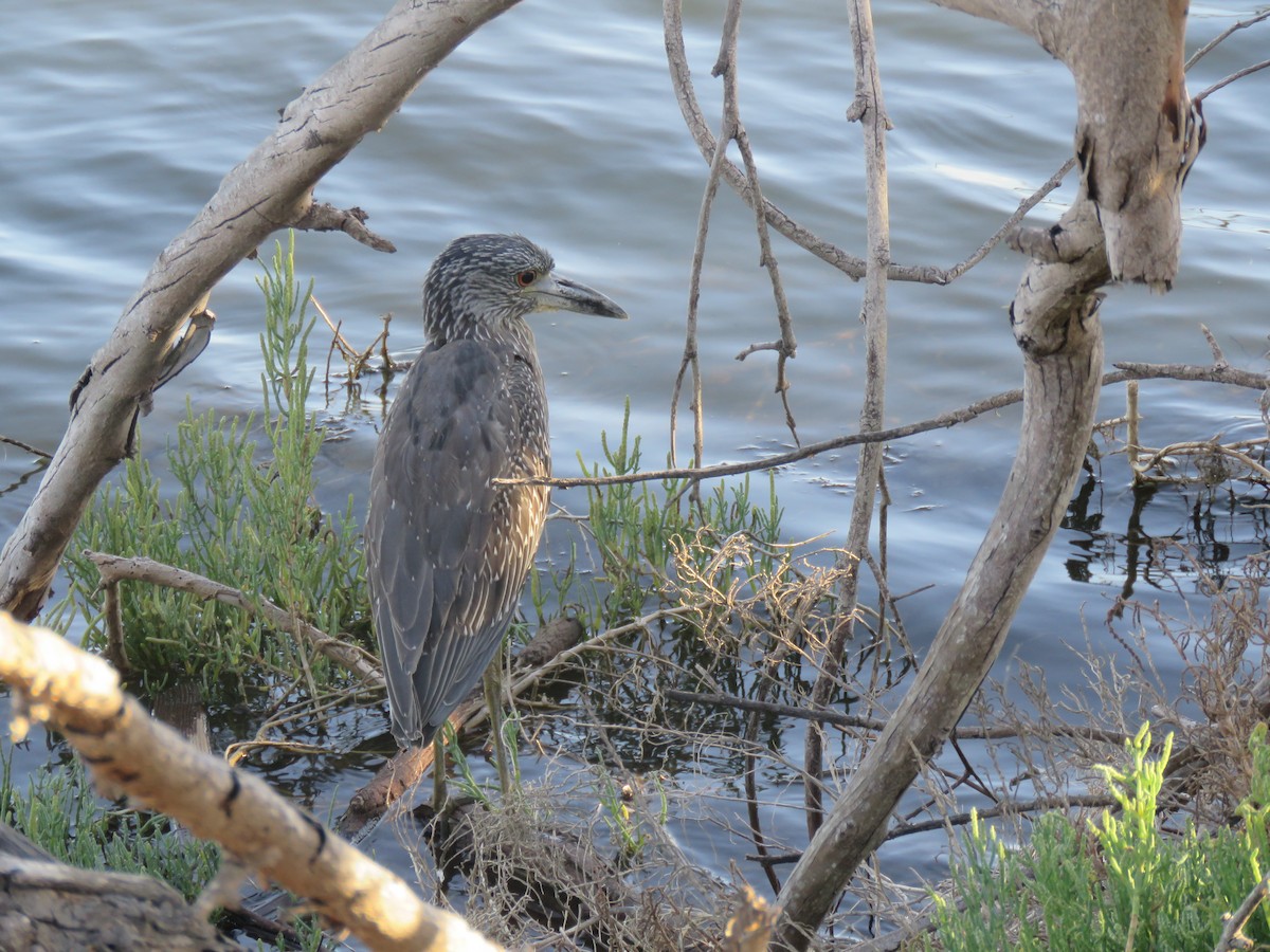 Yellow-crowned Night Heron - ML35924041