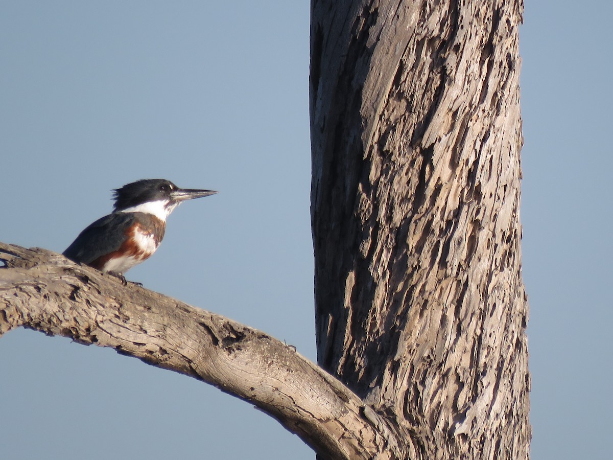 Belted Kingfisher - Ed Stonick