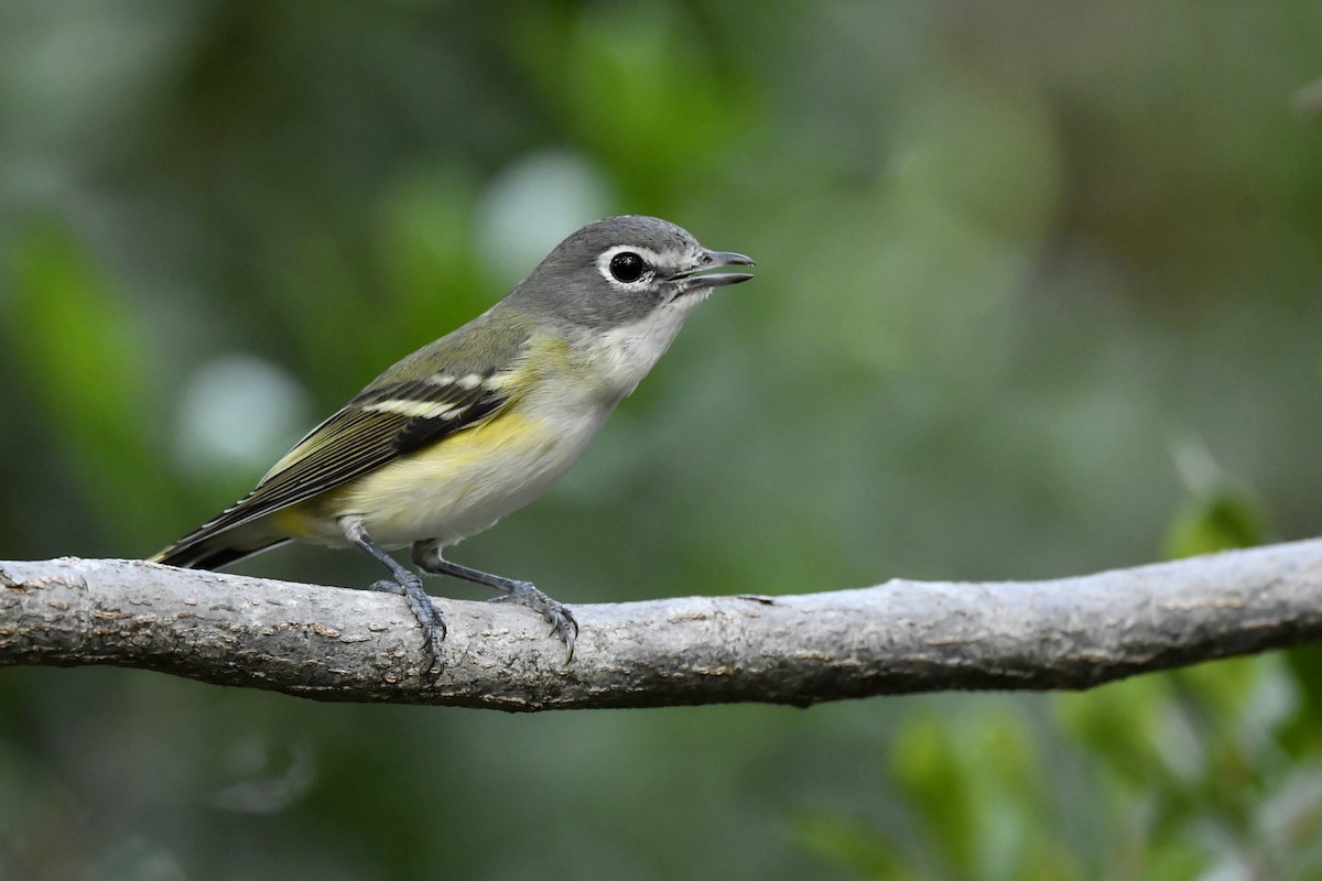 Vireo Solitario - ML359241811