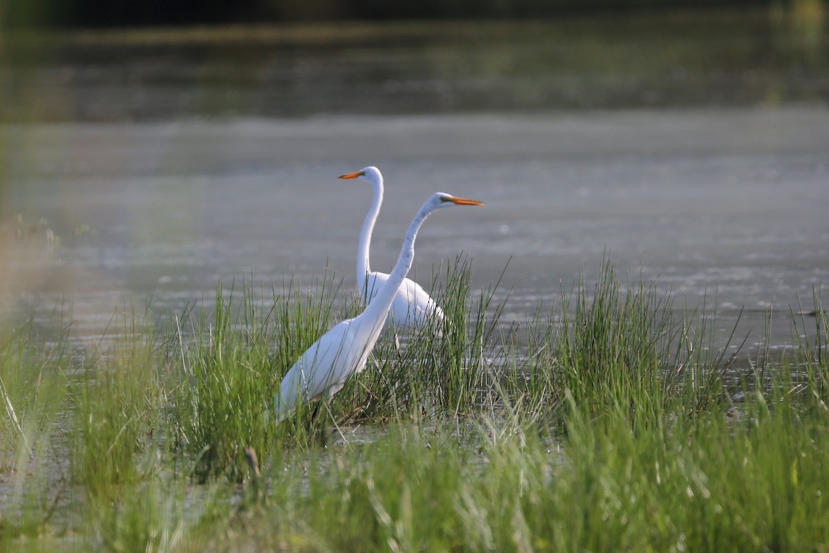 Great Egret - ML359242091