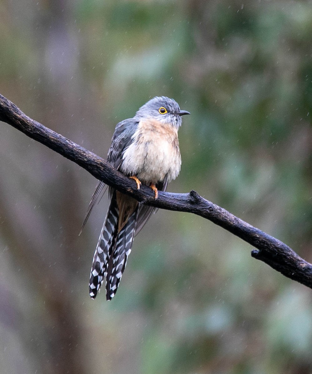 Fan-tailed Cuckoo - ML359242201