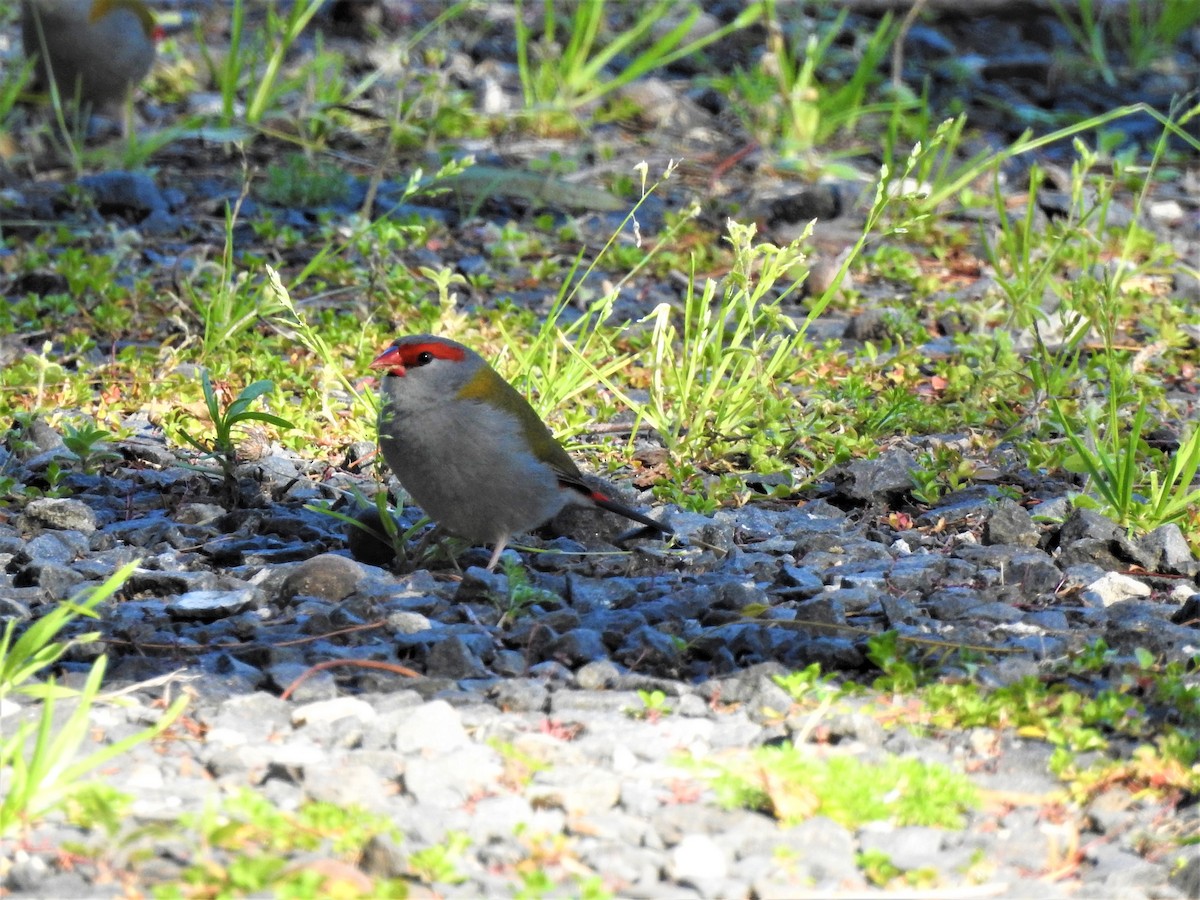 Red-browed Firetail - ML359245171