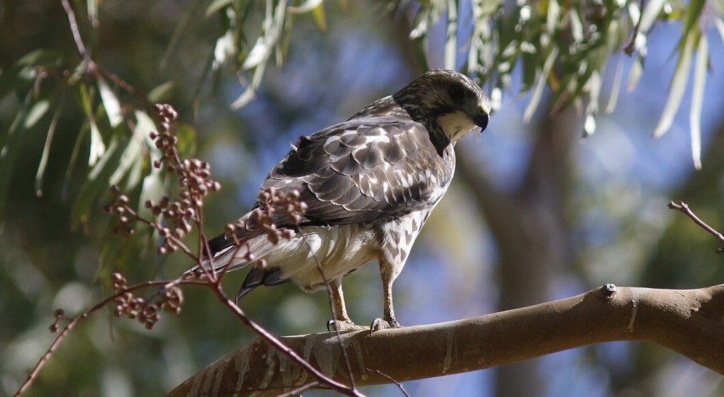Broad-winged Hawk - Alison Sheehey