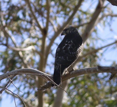 Broad-winged Hawk - Alison Sheehey