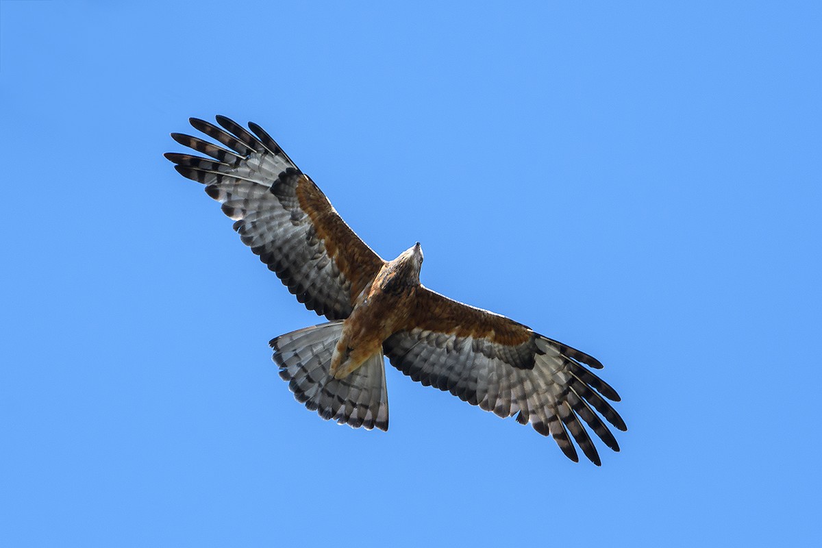 Square-tailed Kite - ML35924641
