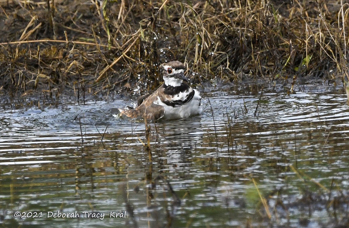 Keilschwanz-Regenpfeifer - ML359246801