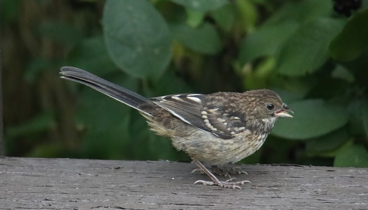 Spotted Towhee - ML359246941