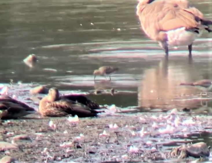 Pectoral Sandpiper - ML359247491