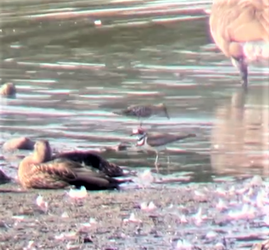 Pectoral Sandpiper - ML359247541