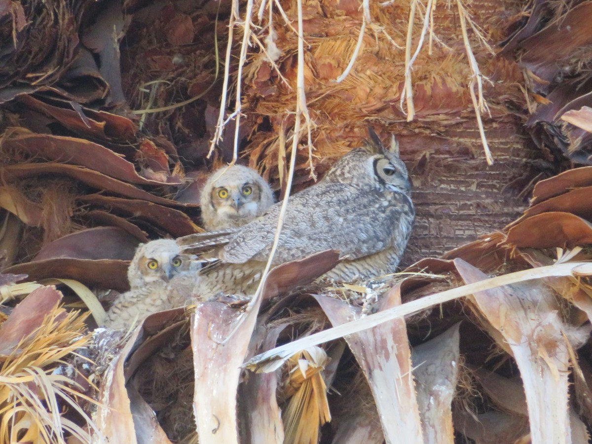Great Horned Owl - ML359248101