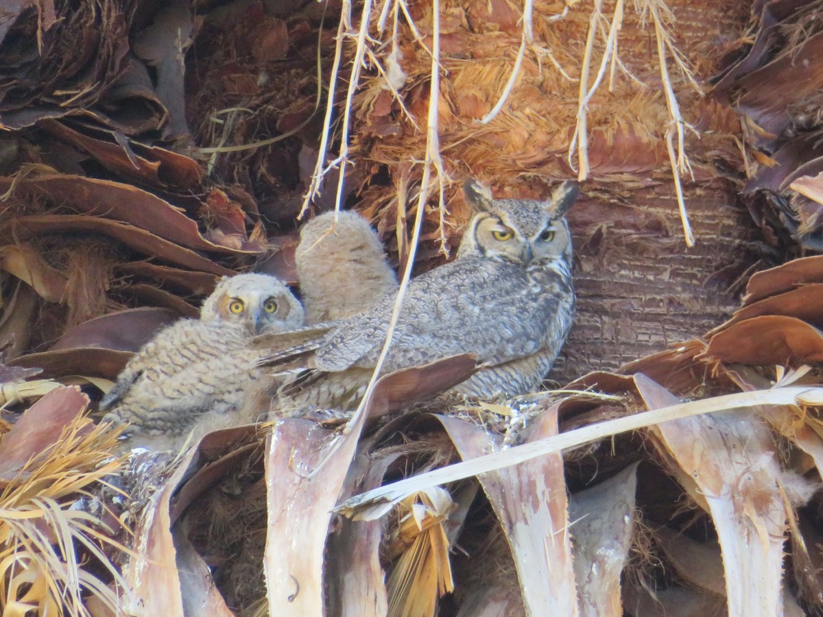 Great Horned Owl - ML359248201