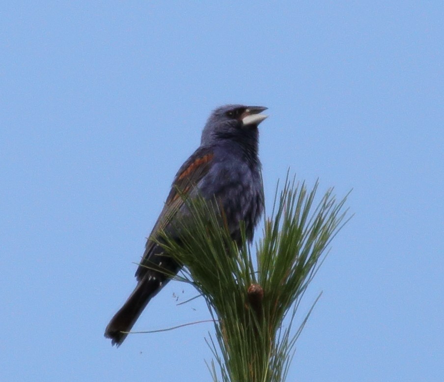 Blue Grosbeak - Roman Lanno