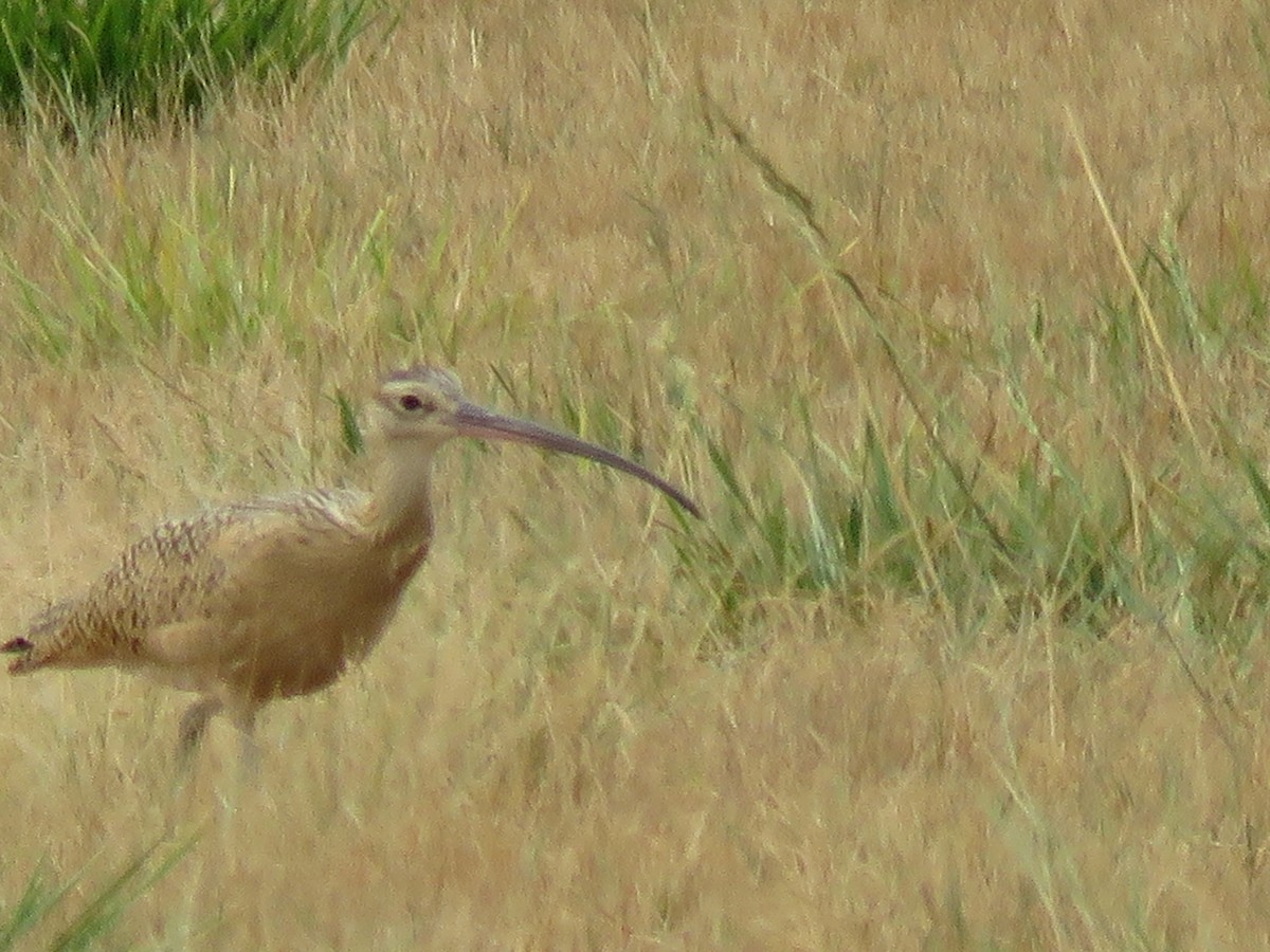 Long-billed Curlew - ML359249071
