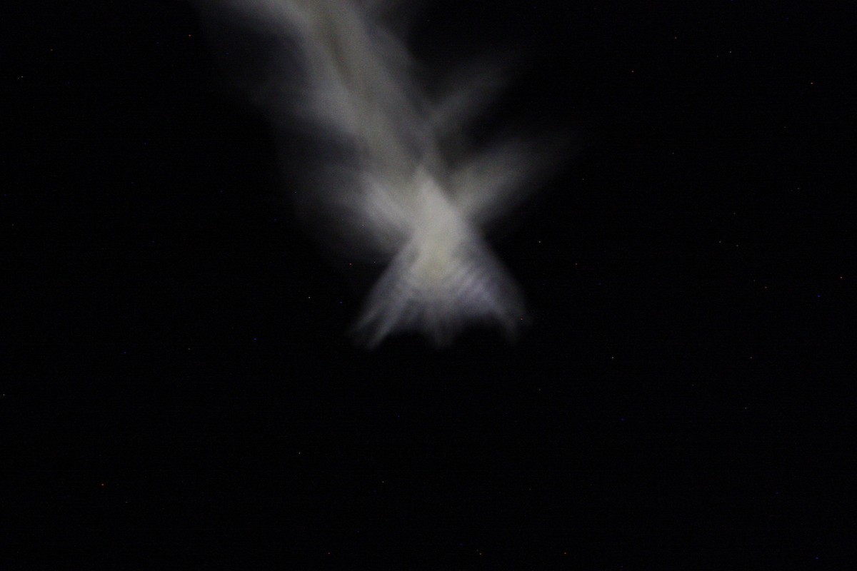 Scissor-tailed Nightjar - ML359249731