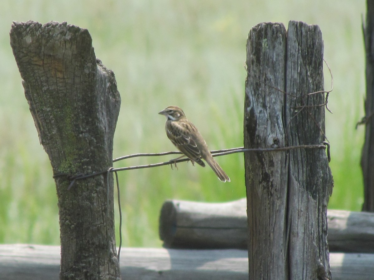 Lark Sparrow - ML359249891