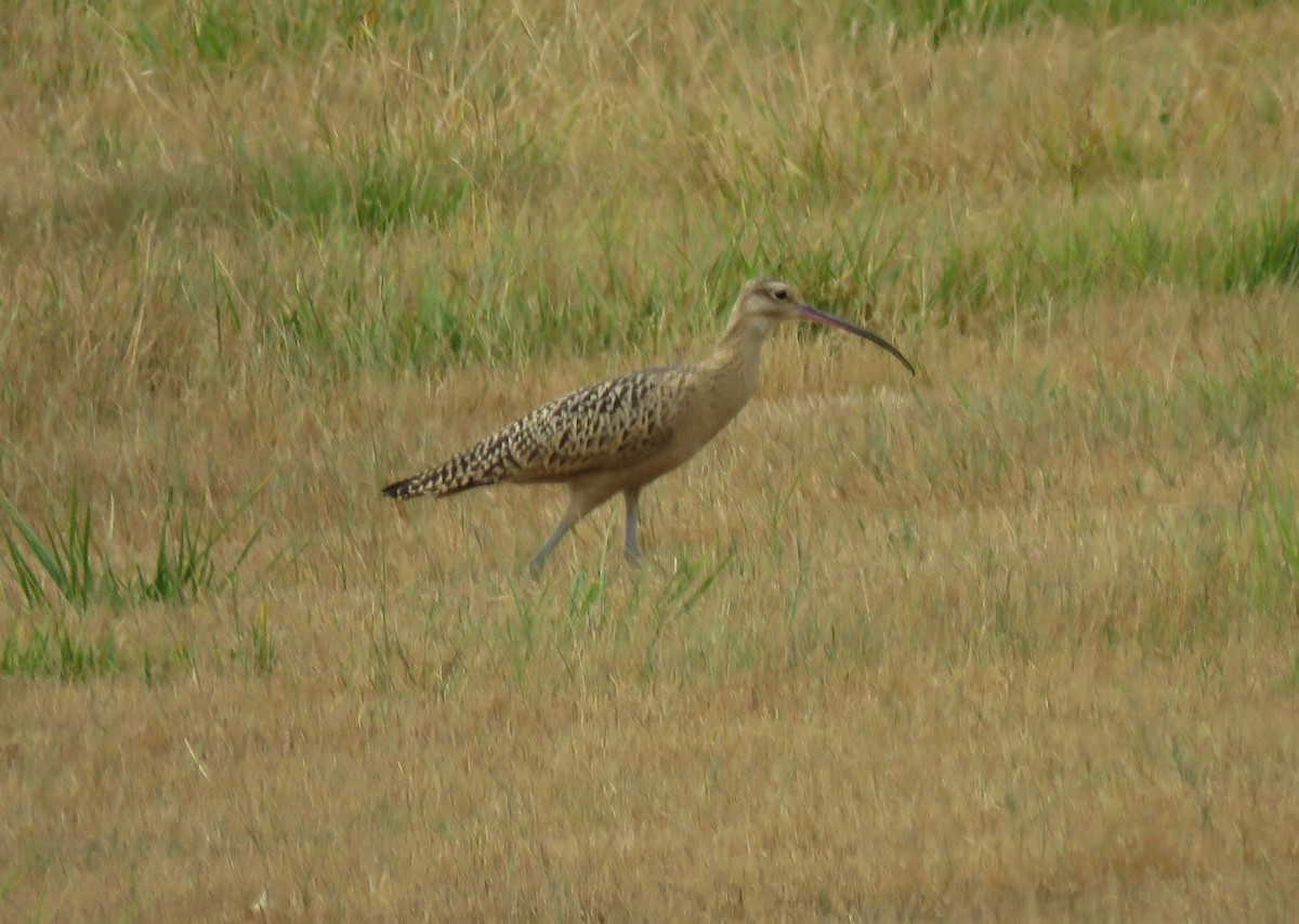 Long-billed Curlew - ML359250041