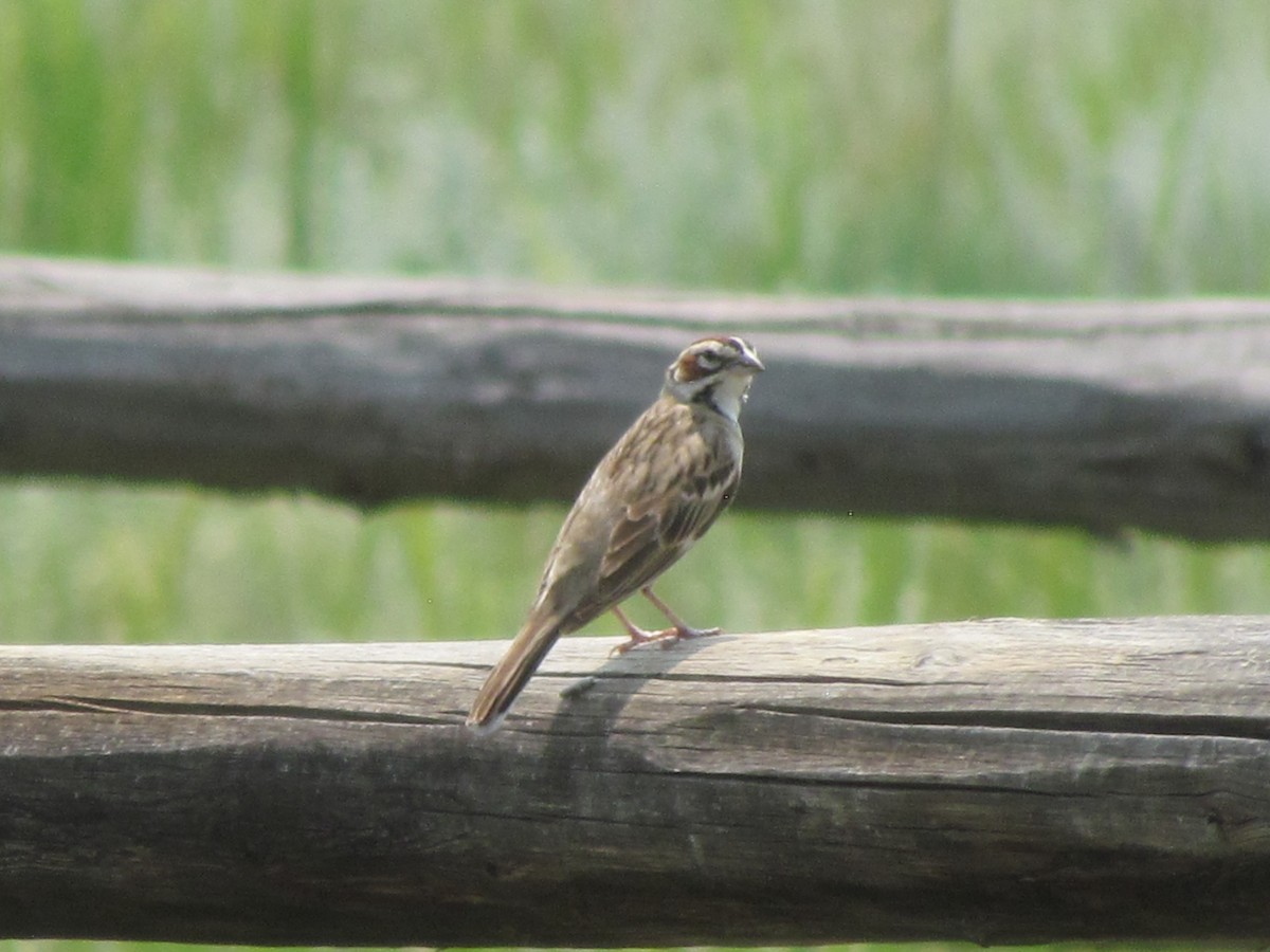 Lark Sparrow - ML359250181