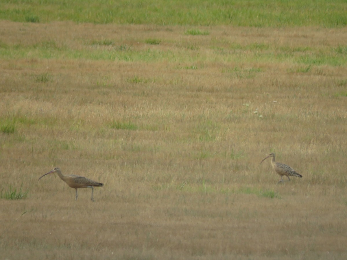 Long-billed Curlew - ML359250441