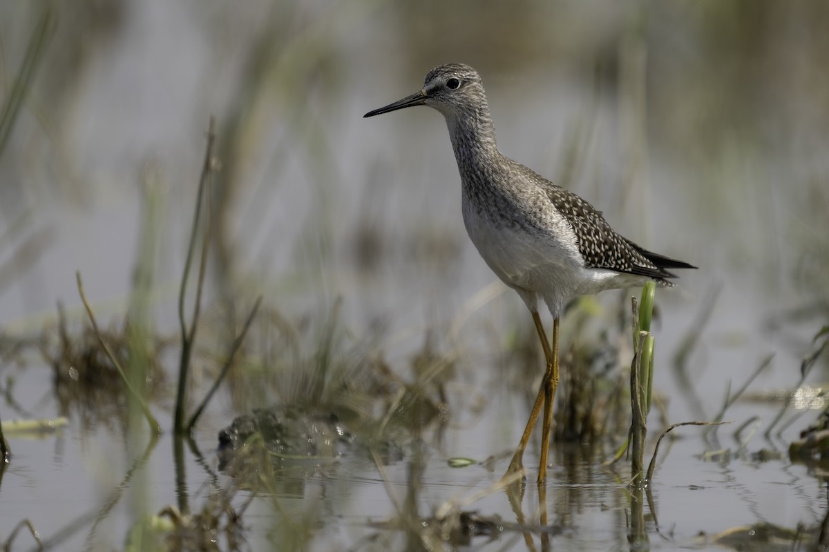 Lesser Yellowlegs - Julie Blondeau 🪶