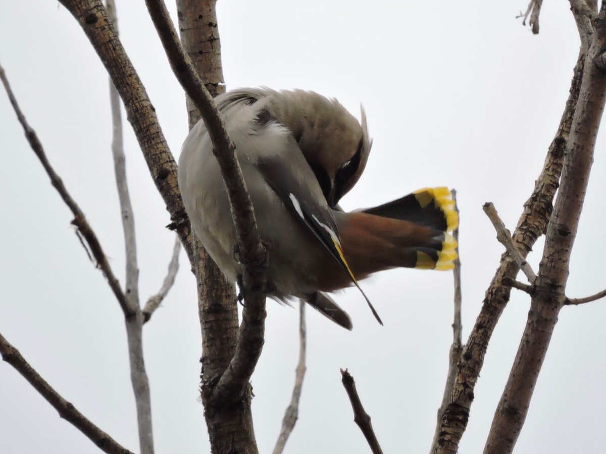 Bohemian Waxwing - Scott Hampton